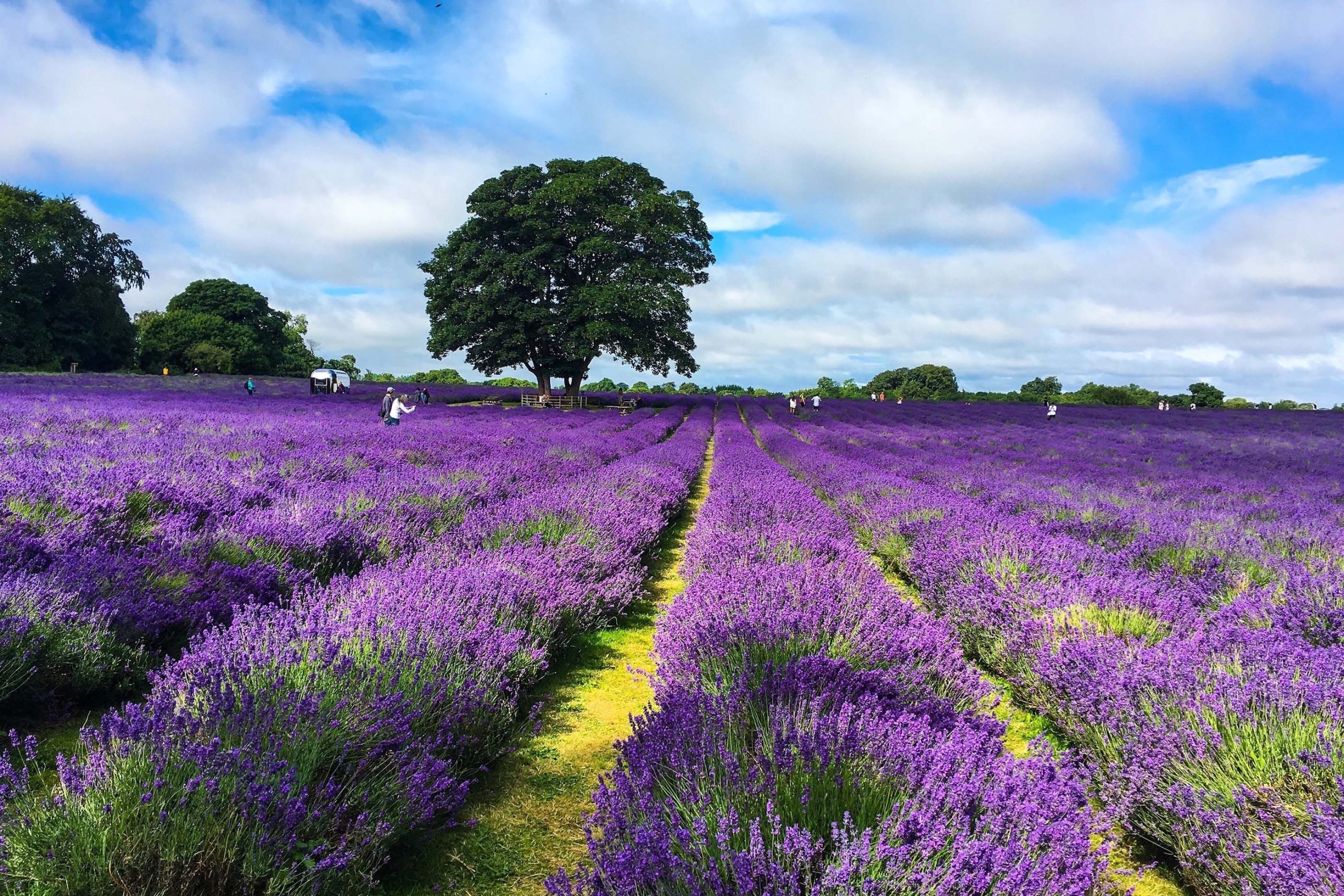 Lavender Fields, Greater London Lavender Fields, Greater London