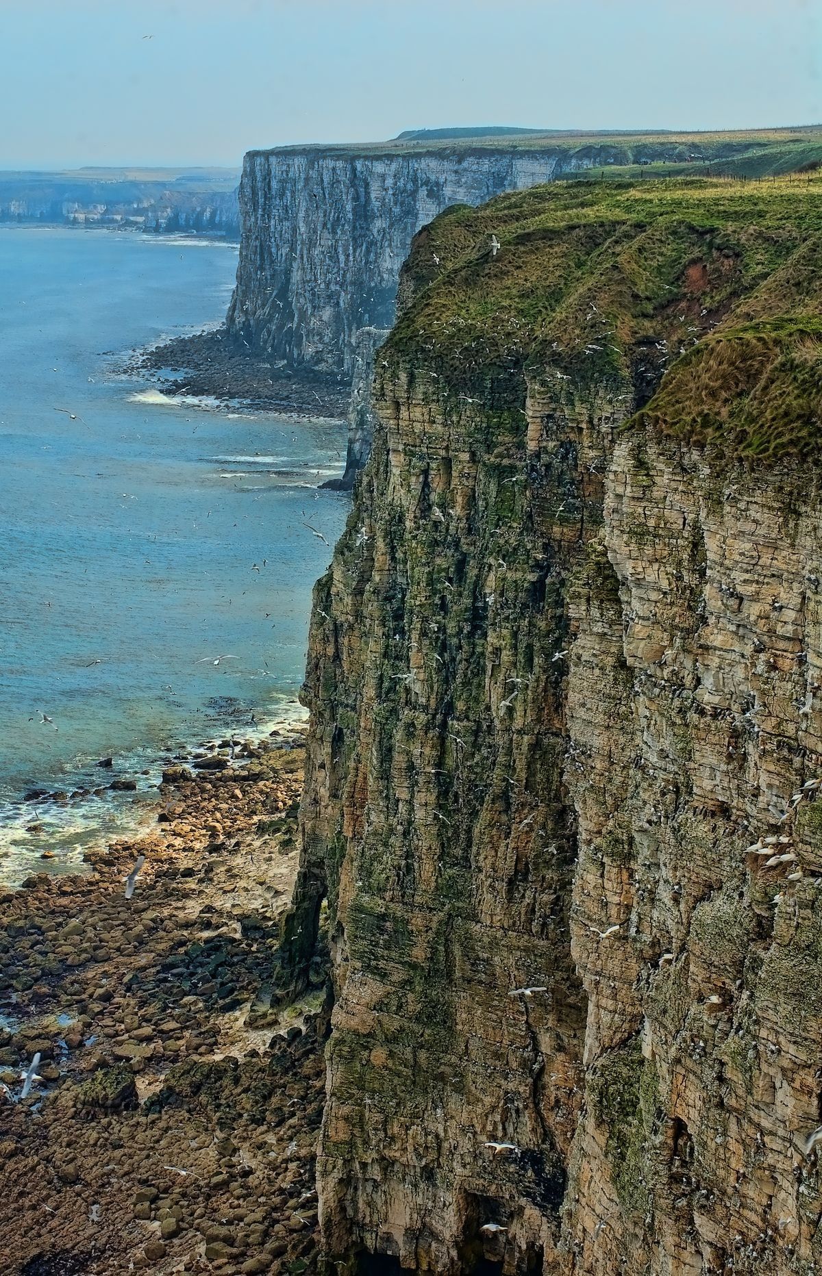 Bempton, East Riding of Yorkshire Bempton, East Riding of Yorkshire